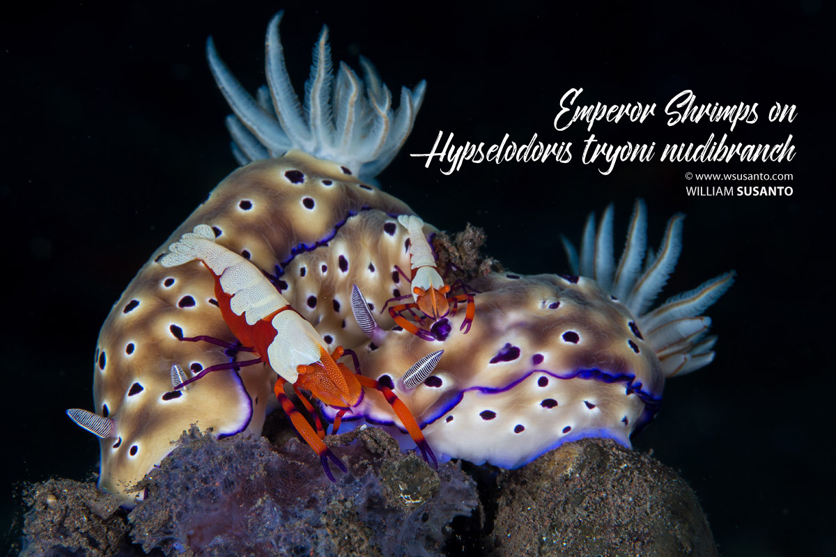 Emperor Shrimps on Nudibranch